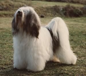 REBECCA OF ARAKI | Tibetan Terrier 