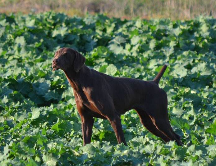 Pradellinensis Sandra I | German Shorthaired Pointer 