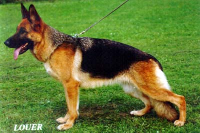 Unsa vom Hasenborn | German Shepherd Dog 