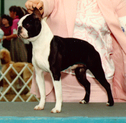 Oui's Hi StepN'Coca Cola Cowboy,CD,ROM | Boston Terrier 