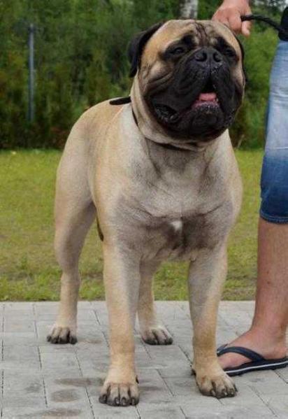 LOKIS MENULIO LIUTAI | Bullmastiff 