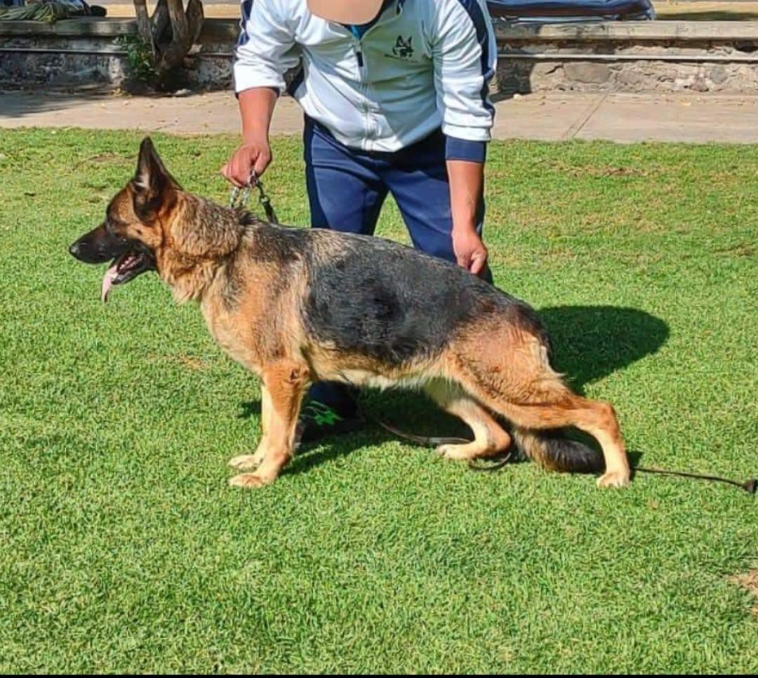 Diana vom maguad | German Shepherd Dog 