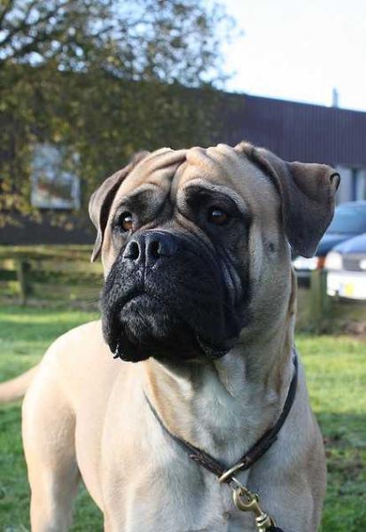 Bullyranch Zora | Bullmastiff 