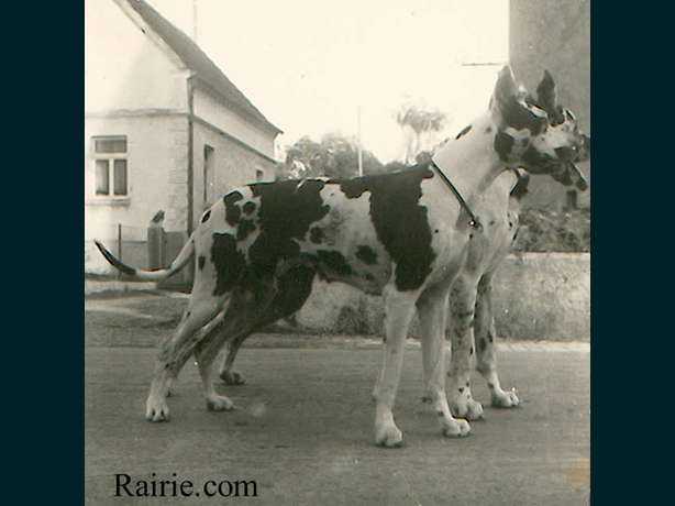 Fatme von Hunneheide | Great Dane 