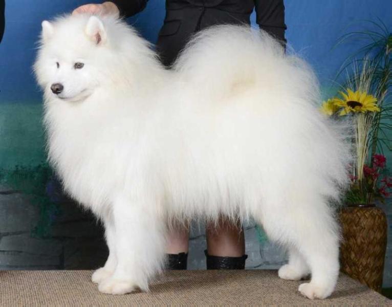 Nikita Casanova des Neiges | Samoyed 