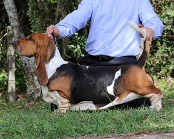 Lake Park Nefertiti | Basset Hound 