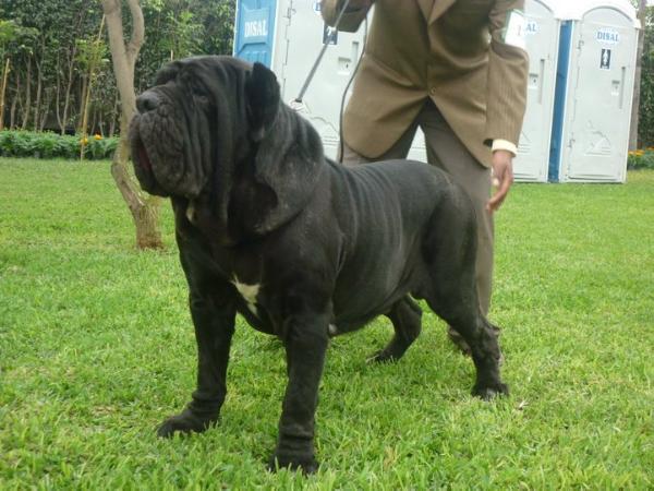 ALESSANDRO ALIKMISKIYACU | Neapolitan Mastiff 