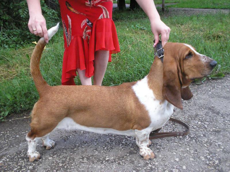 Irris Nikoletta | Basset Hound 