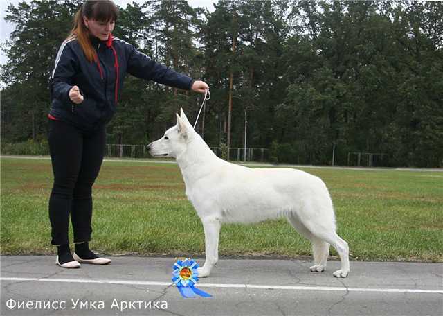 FIELISS UMKA ARCTICA | White Swiss Shepherd Dog 