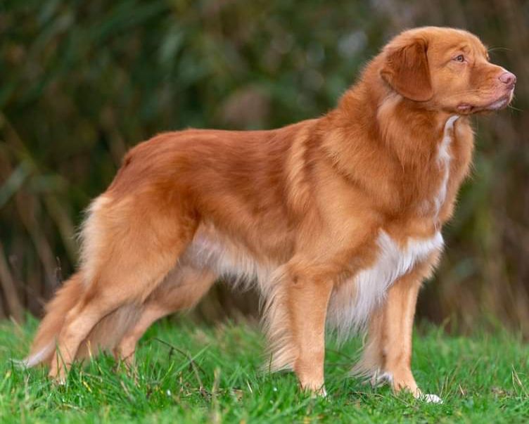 Cashels' Wild Card by Manitou | Nova Scotia Duck Tolling Retriever 