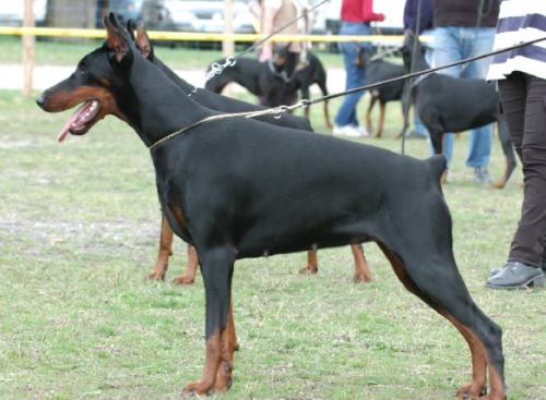 Come As You Are Godiva | Black Doberman Pinscher