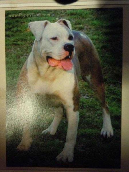 NTK's Versailles Venus | American Bulldog 