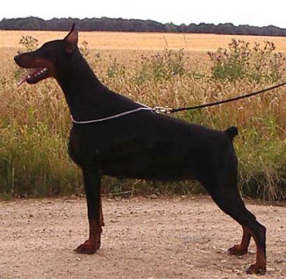 Come As You Are Delfi | Black Doberman Pinscher