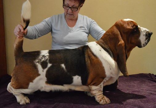 NewDown Bassets Otello | Basset Hound 