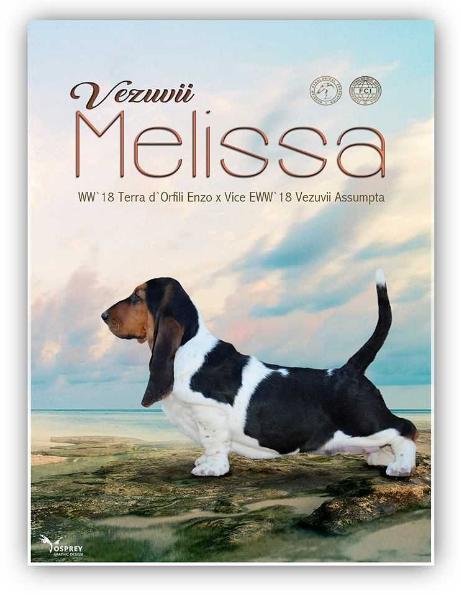 Vezuvii Melissa | Basset Hound 