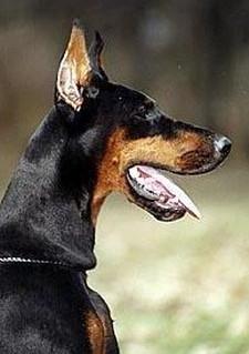 Vana Fortobella | Black Doberman Pinscher