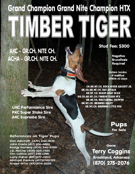 Timber Tiger HTX | Treeing Walker Coonhound 