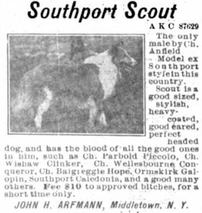 Southport Scout (087629) | Rough Collie 