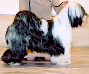 FALAMANDUS GLOBE-TROTTER | Tibetan Terrier 