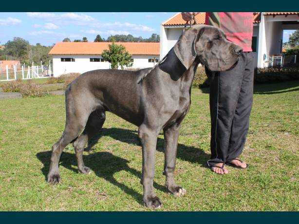 Hektor des Terres de la Rairie (2012) | Great Dane 