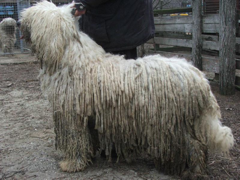 Mátyás Király Udvari Réka | Komondor 