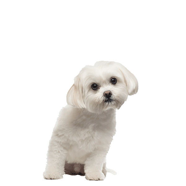 Maltese