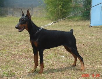 Wanesa z Padoku | Black Doberman Pinscher