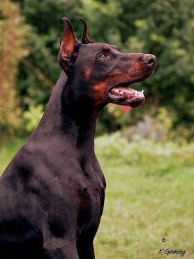 Zasco z Padoku | Black Doberman Pinscher