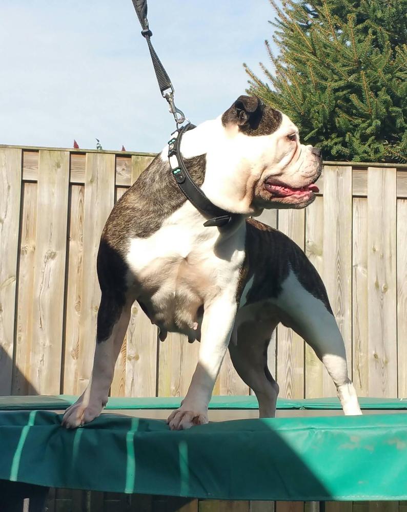 Bullworlds Ober | Olde English Bulldogge 