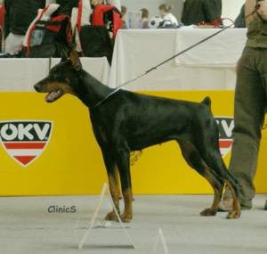Zahira z Padoku | Black Doberman Pinscher