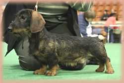 Allongi Belo's Zhengaro | Dachshund 