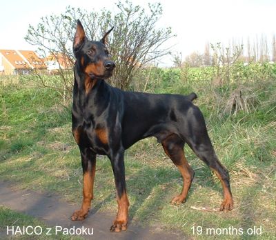 Haico z Padoku | Black Doberman Pinscher