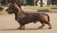 Bissebo Ålle | Dachshund 