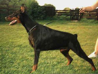 Majra z Padoku | Black Doberman Pinscher