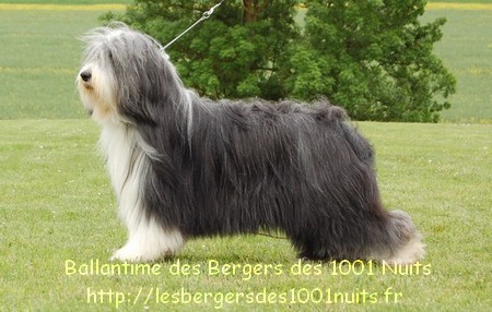 Ballantime des bergers des mille et une nuit | Bearded Collie 