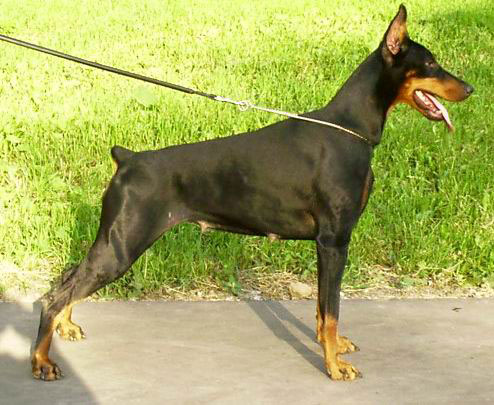 Ave Zibenhjugel Nachtigal | Black Doberman Pinscher