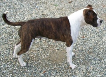 Lievore's Edition Psiche | American Staffordshire Terrier 