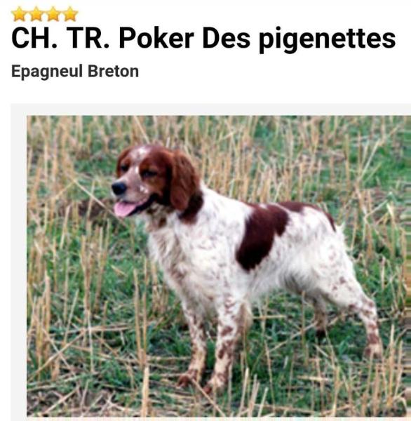 POKER des pigenette | Brittany 