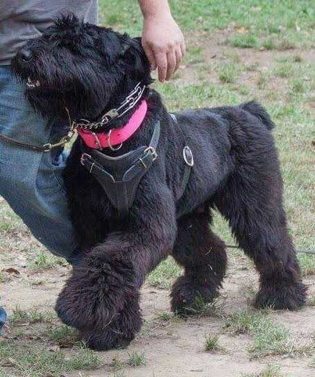 Liberty's Porthos | Bouvier des Flandres 