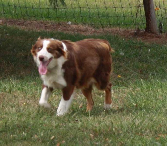 Artistry's Cameron | Australian Shepherd 