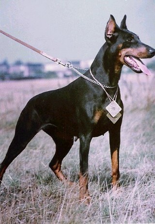 Iga z Padoku | Black Doberman Pinscher