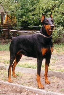 Biruta Allegro | Black Doberman Pinscher