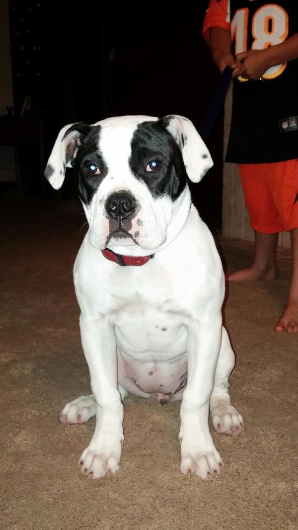 Droege Rigby | American Bulldog 