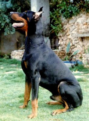 Ex v. Nessetal | Black Doberman Pinscher