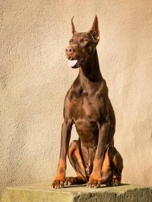 Come As You Are Kudo | Brown Doberman Pinscher