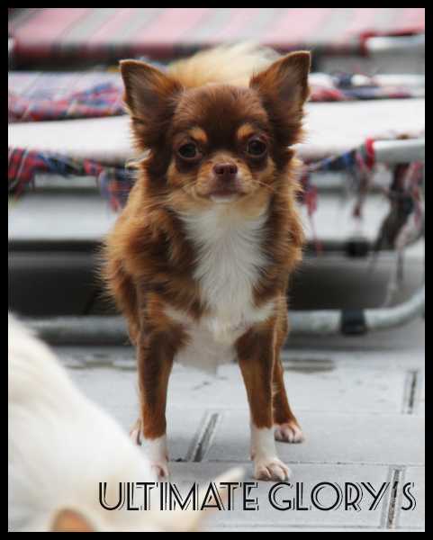 Ultimate Glory's Cacao Kisses | Chihuahua 