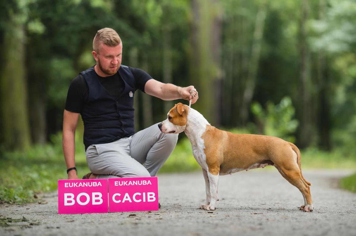 JOZECHCZULA FOR AMERICAN HEART New Radegost | American Staffordshire Terrier 
