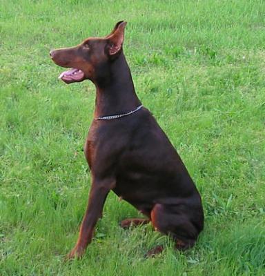 Come As You Are Lorraine | Brown Doberman Pinscher