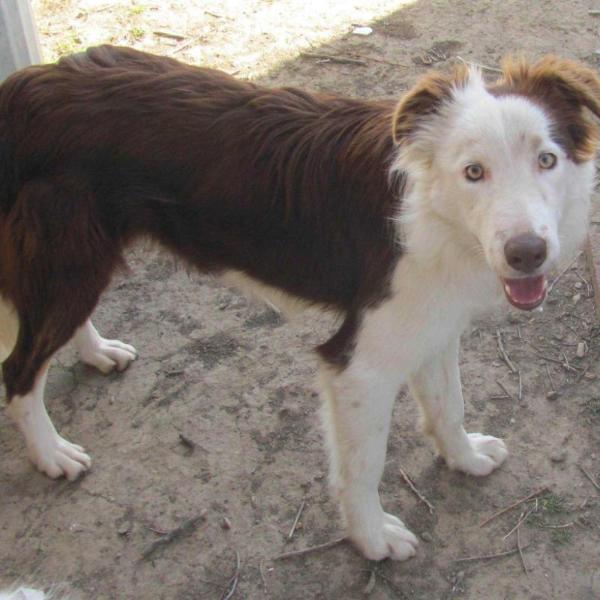 BC Gigage Jack ABC 371624 | Border Collie 