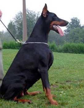 Come As You Are Moira | Black Doberman Pinscher